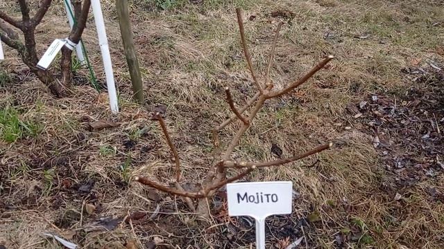 Обрезка метельчатых гортензий весной. смотреть онлайн