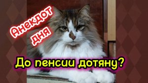 Кошки с озвучкой. Анекдот. До пенсии дотяну?