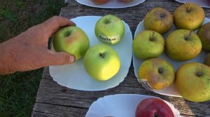 Обзор яблок АЛЫЕ ПАРУСА, ДЖУМБО ПОММ, КИДС ОРАНЖ РЕД, К?