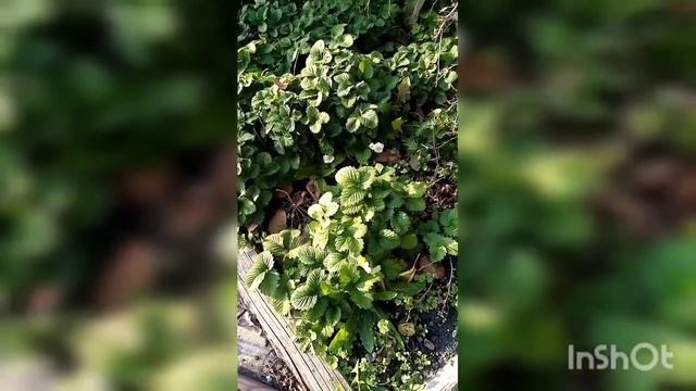 ПРО САД смотреть онлайн