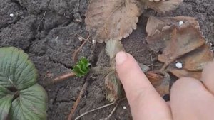 Почему после зимы погибла клубника? Причины и решения!