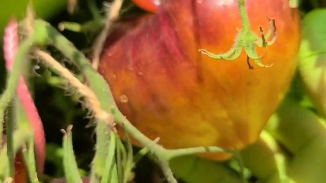 Томат СЛАДКАЯ КАРАМЕЛЬ СОФИИ ( С.Саакова) смотреть онлайн