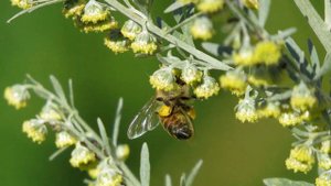 Применение полыни в пчеловодстве