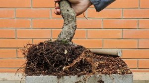 Пересадка Груши / работа с корнями в осенний период @Stud