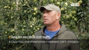 Начался массовый сбор яблок
