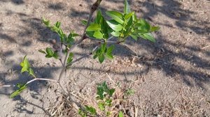 УНАБИ-КИТАЙСКИЙ ФИНИК🌿
