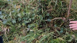 Прививка яблонь весной  Результат