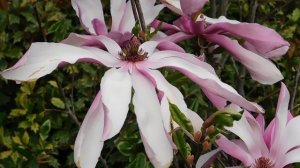 01=04=2025  ник   (66)   ЦВЕТ