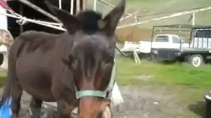 мул подает голос