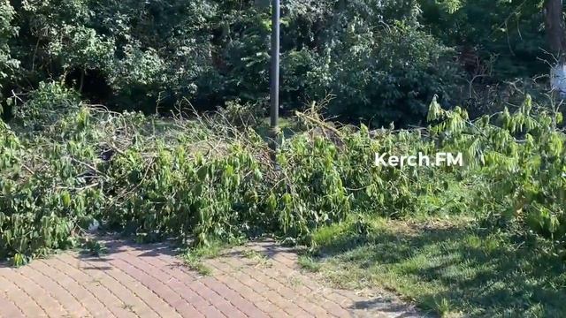 В сквере на Шлагбаумской решили распилить дерево смотреть онлайн