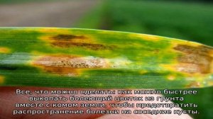 Почему у гладиолусов желтеют листья