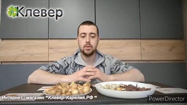 Выбираем правильно лук - севок смотреть онлайн