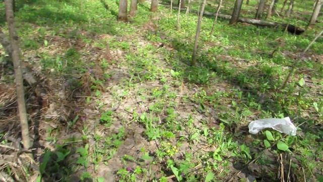 Где собирать сморчки? Как растут сморчки в осинниках смотреть онлайн