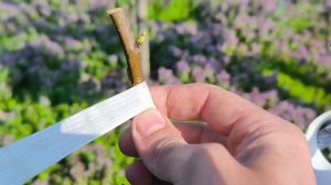 прививка дерева улучшенная копулировка разные диамет