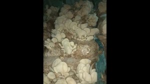 Чем опасны споры вешенки. Вредно ли работать на грибно