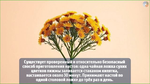 Пижма — ядовитая трава или мощное лекарство? Как испо? смотреть онлайн