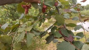 Фундук Академик Яблоков.