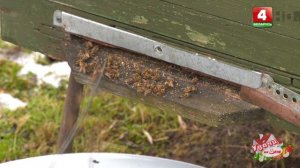 Удачи на даче. Пасека после зимы. Почему гибнут пчёлы? (