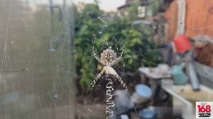 Осторожно, красота! В Кинешме обнаружен второй вид ядовитых пауков