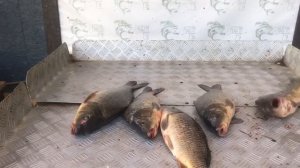 улов карпа на большом водоёме