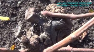 БАКТЕРИАЛЬНЫЙ РАК НА ВИНОГРАДЕ ЛЕЧЕНИЕ РЕЦЕПТЫ ПРОФИ?