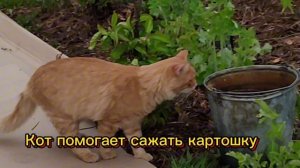 Посадка картошки на картон и под солому! #огород #садов