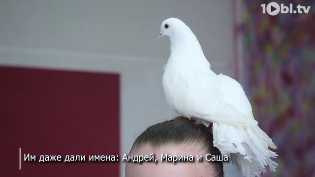 В Миассе цирковые артисты удивляют номерами с голубями смотреть онлайн