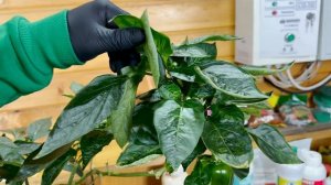 Как выращивать сладкий перец зимой? Это совсем не слож