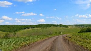 Как поймать рой пчел. Развешиваем ловушки для пчел