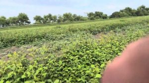 Малина полет Костенко #дача #малинакарамелька #школьн?