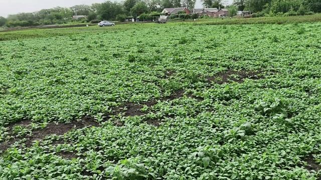 Розы поломало ветром, шиповник стрессонул, петунья по? смотреть онлайн
