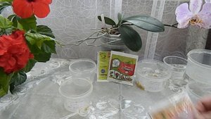 Обработка семян перца в хлоргексидине В чем замочить ?