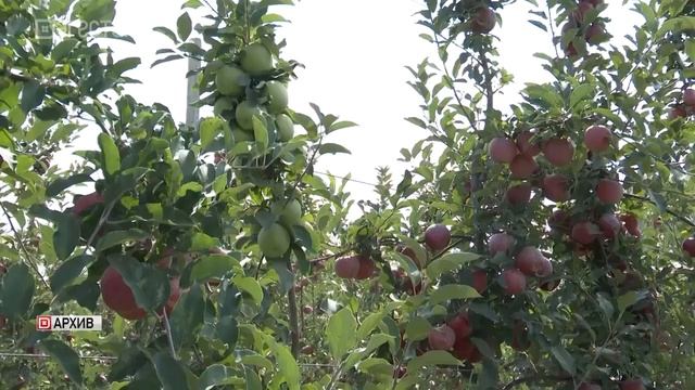 В Дагестане завершается уборка яблок смотреть онлайн
