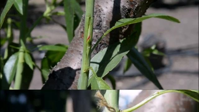 Прививка персика на миндаль зелёное в зелёное.Мариупо смотреть онлайн