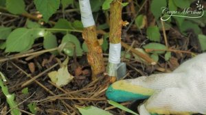 Урок прививки яблони, груши, абрикоса, вишни и персика