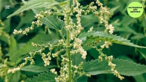 ВЕРБЛЮЖЬЯ КОЛЮЧКА ПРАВДА ПОЛЕЗНАЯ? #верблюжьяколючка