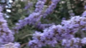 Авраамово дерево / Прутняк / Vitex / Лютики-цветочки