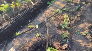 Плохо растет посаженный саженец винограда, не развива