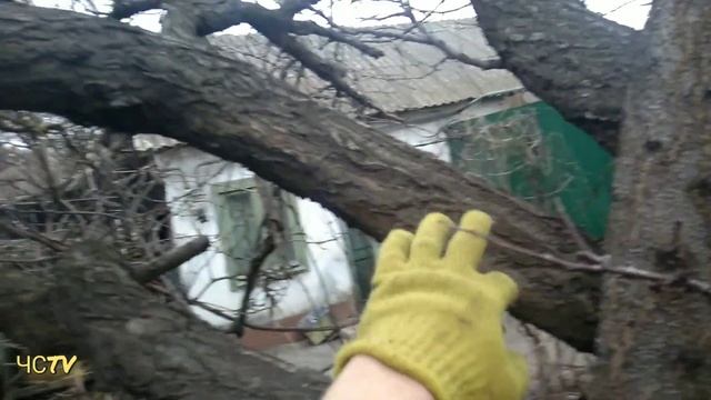 Как понизить абрикос? Как обрезать СТАРЫЙ абрикос гра?