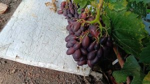 Экстрим созрел