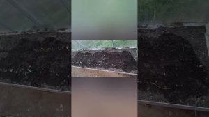 Холодный! май 2025. Неужели что-то растет? Всхожесть астр