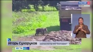 «Вести Алтай» за 10 сентября 2025 года с сурдопереводом