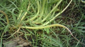 Обзор нашего четвёртого кабачкового растения