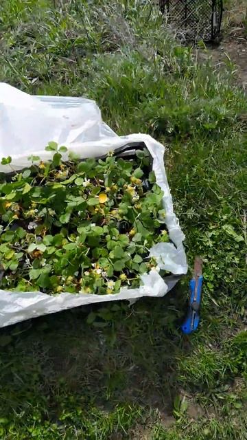 Посылка с саженцами клубники от "Ягоды Белогорья" смотреть онлайн