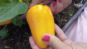 ЛУЧШИЕ СОРТА ПЕРЦА СЛАДКОГО. ПЕРЦЫ, КОТОРЫЕ ВЫ НЕ КУПИ?