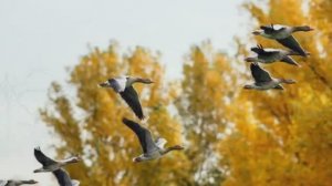 ЛЕТЯТ УТКИ.