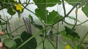 🥒 Огурец ФОРСАЖ  F1| В новом сезоне...