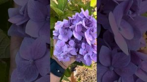 Самая зимостойкая❄️крупнолистная гортензия в мире!!!