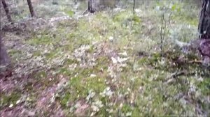 Боровики, белые, подосиновики, ранним утром в ельнике.