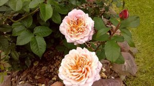 #японскиерозы Хитпарад японских роз, сезон 2023